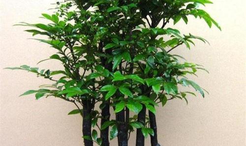 花语堂南门对面学校未来规划是什么？有哪些新动态？