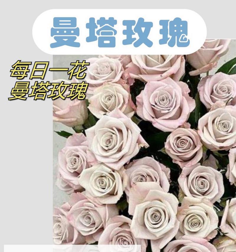 送老公玫瑰花的花语是什么？