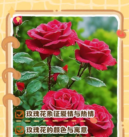 送老公玫瑰花的花语是什么？