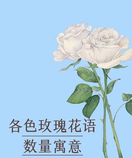 送老公玫瑰花的花语是什么？