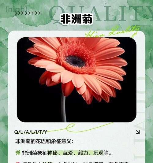 扶郎花代表了哪些意义？