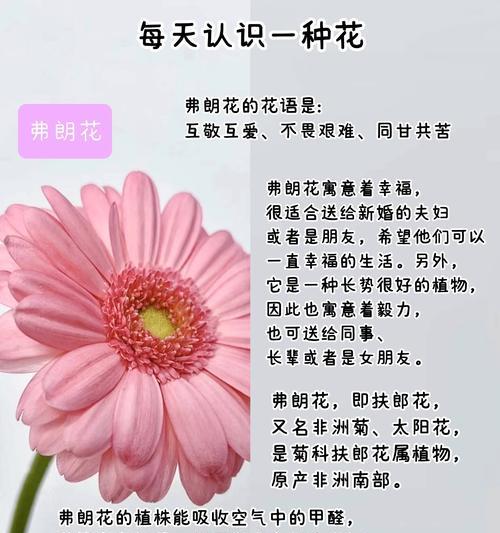 扶郎花代表了哪些意义？