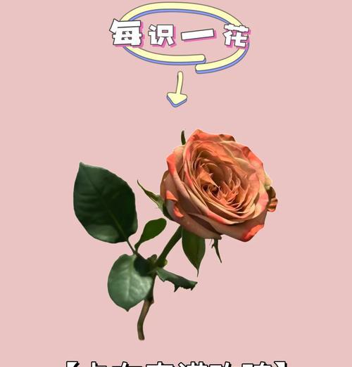 玫瑰花语代表什么意义和象征？玫瑰的不同颜色代表了哪些意义？