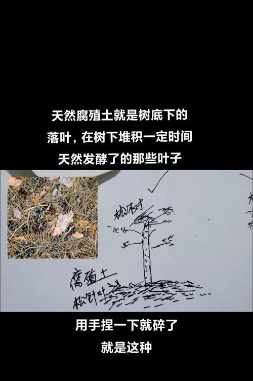 腐叶土的制作步骤是什么？如何确保其肥力？