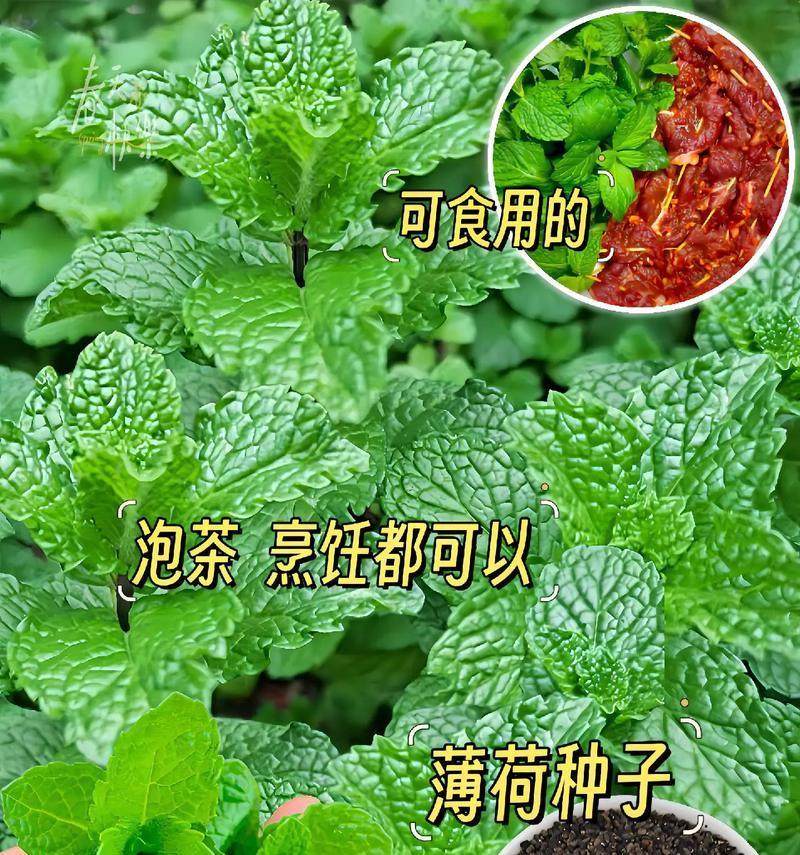 薄荷搞怪花语是什么？薄荷的花语有哪些趣味解释？
