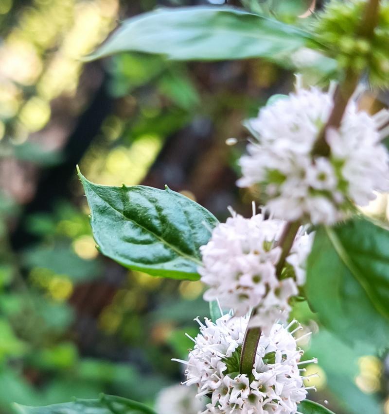 薄荷搞怪花语是什么？薄荷的花语有哪些趣味解释？