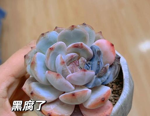 夏季多肉黑腐如何预防和处理？