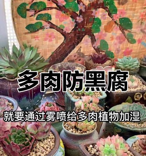 夏季多肉黑腐如何预防和处理？