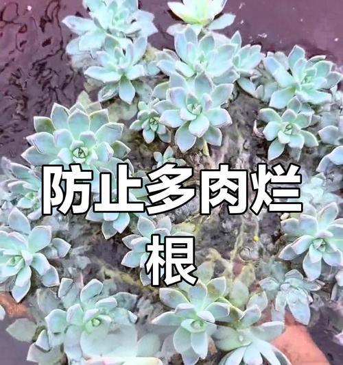 夏季多肉黑腐如何预防和处理？