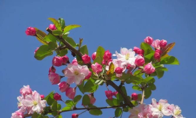 哪种花的花语象征绝望囚禁？这种花语有何深层含义？