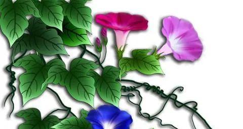 哪种花的花语象征绝望囚禁？这种花语有何深层含义？