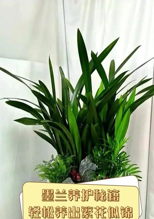 哪些墨兰品种最为名贵？如何鉴别和养护名贵墨兰？