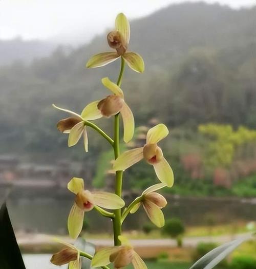 哪些墨兰品种最为名贵？如何鉴别和养护名贵墨兰？