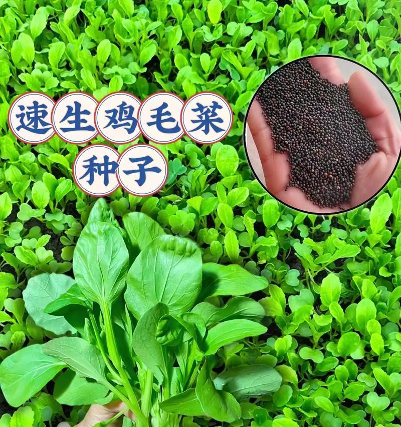 鸡毛菜的花语有何特别含义？