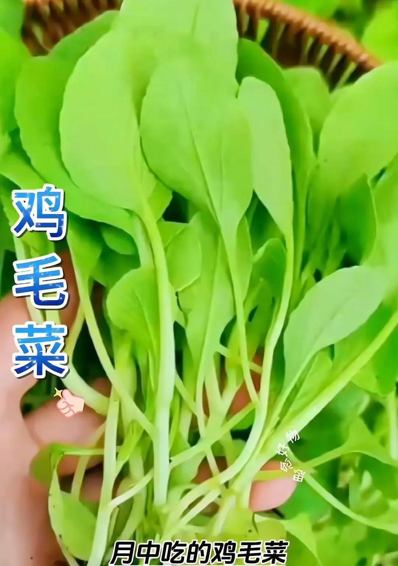鸡毛菜的花语有何特别含义？