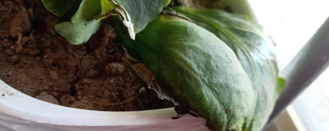 花卉枯萎的原因是什么？如何预防和解决花卉枯萎问题？