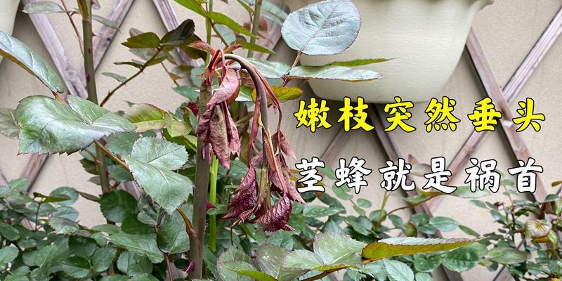 花卉枯萎的原因是什么？如何预防和解决花卉枯萎问题？