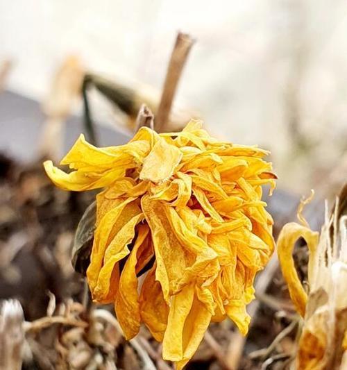花卉枯萎的原因是什么？如何预防和解决花卉枯萎问题？
