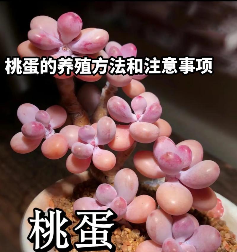 多肉桃美人养殖需要注意什么？如何防止多肉桃美人徒长？