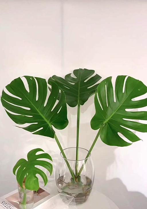 龟背竹叶象征着什么？