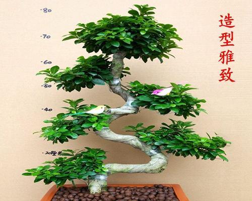 榕树的独特特点和养护方法是什么？