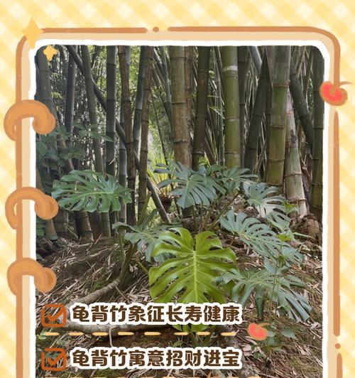 龟背竹叶象征着什么？