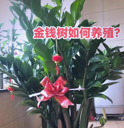 榕树的独特特点和养护方法是什么？