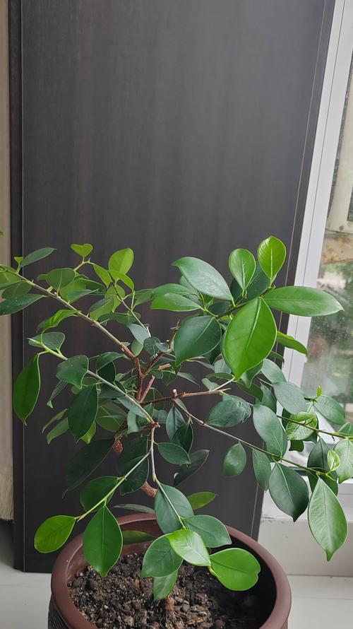 榕树的独特特点和养护方法是什么？