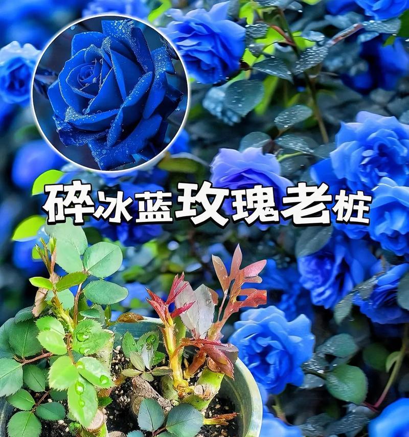 玫瑰冰蓝这种花的花语是什么？它有什么特别之处？