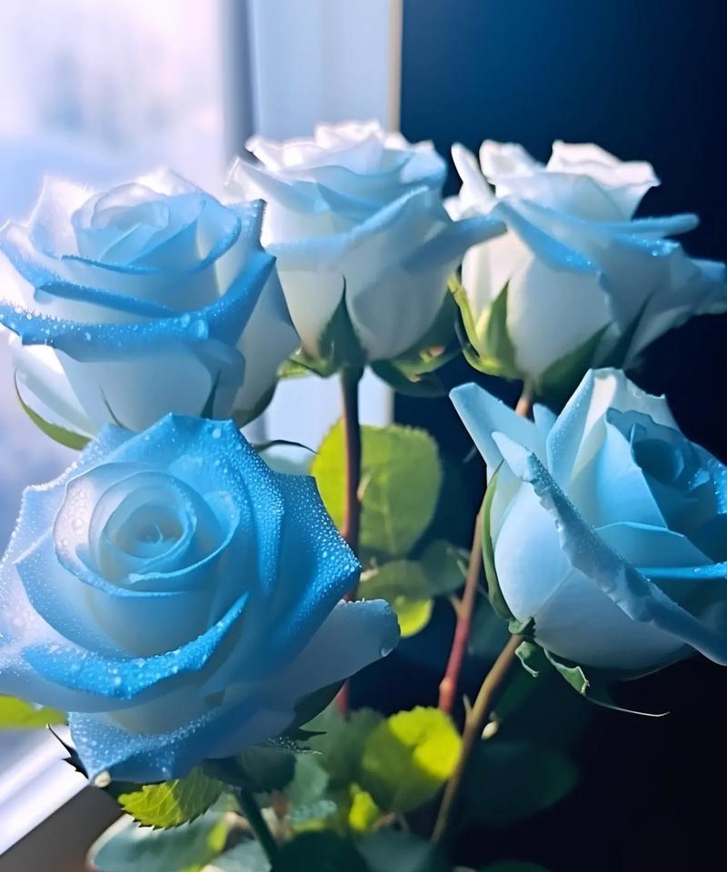 玫瑰冰蓝这种花的花语是什么？它有什么特别之处？