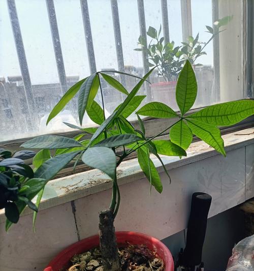 发财树发芽困难怎么办？促进发芽的方法有哪些？