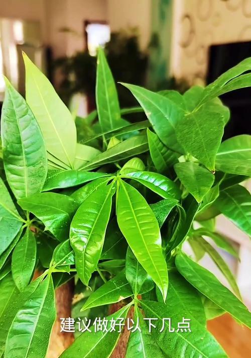 发财树发芽困难怎么办？促进发芽的方法有哪些？