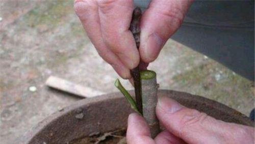 梅花怎么种植方法？有哪些步骤和技巧？