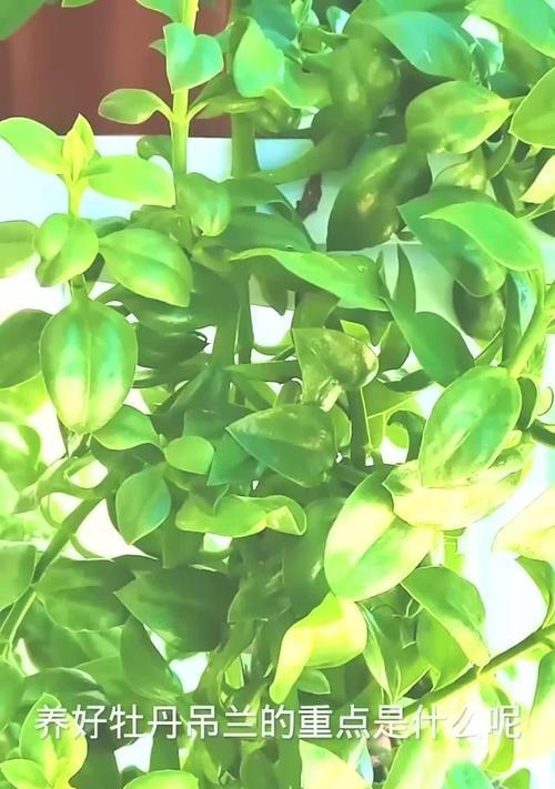 牡丹吊兰需要什么肥料？施肥的最佳时机和方法是什么？