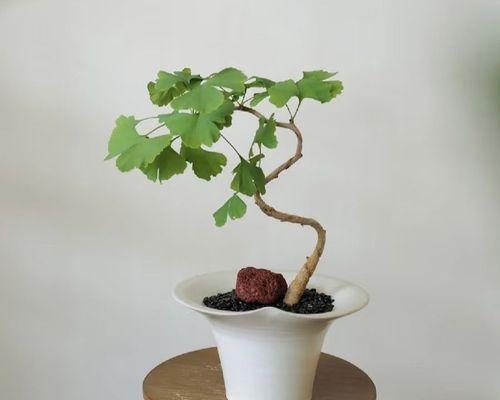 银杏树盆景剪枝的正确步骤是什么？