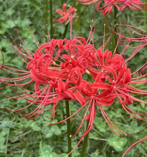 道具美丽的亚玛花语是什么？这种花在花语中代表什么？