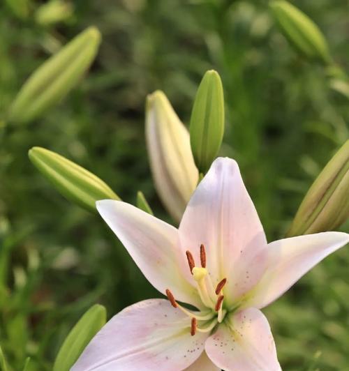 道具美丽的亚玛花语是什么？这种花在花语中代表什么？