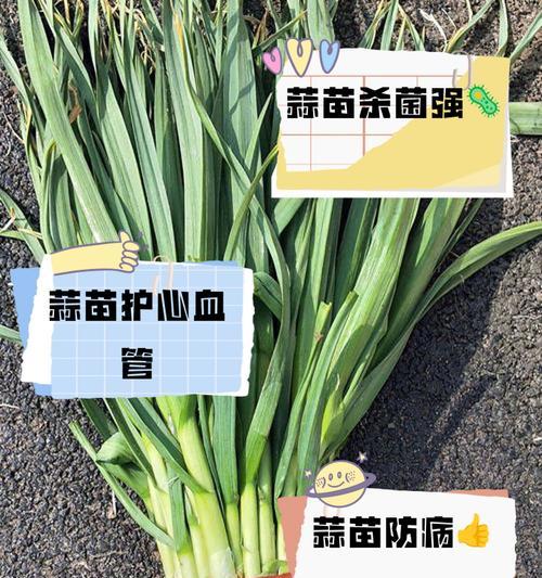 小蒜苗的花语是什么？小蒜苗的功效特点有哪些？