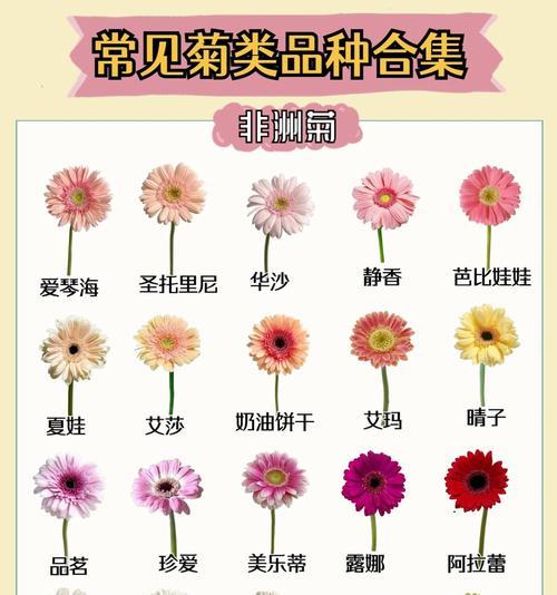 非洲菊的种植步骤和注意事项是什么？