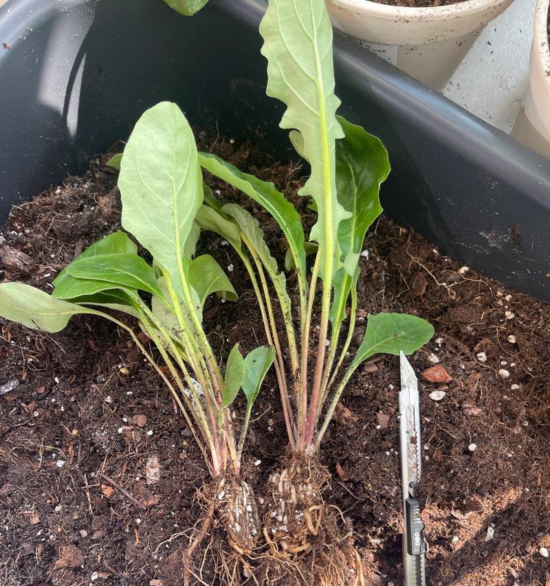 非洲菊的种植步骤和注意事项是什么？