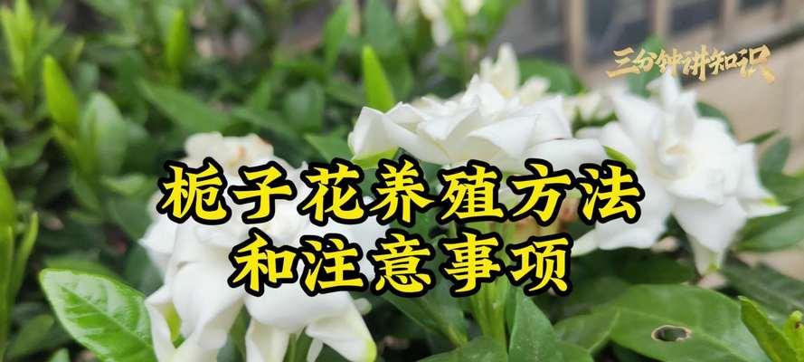 栀子花修剪的最佳时间是什么时候？修剪后如何促进新芽？