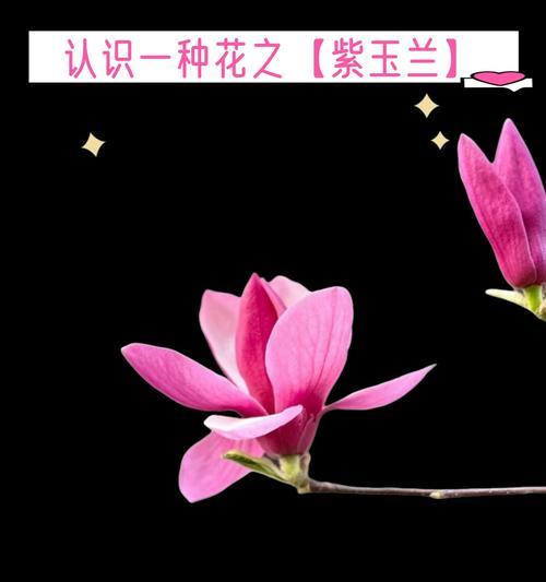 四季玉兰花的花语有哪些？