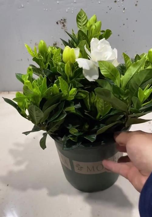 栀子花修剪的最佳时间是什么时候？修剪后如何促进新芽？