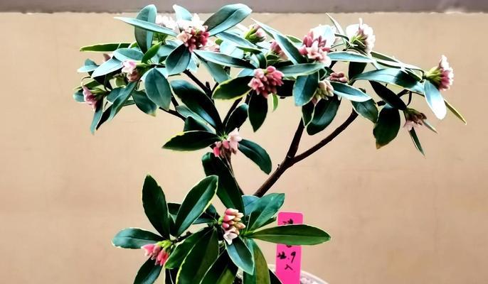 冬美人夏季养护需要注意什么？如何避免高温伤害？