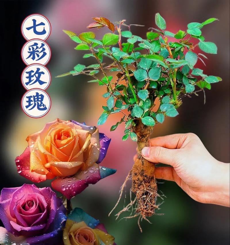 玫瑰喷色的花语有何不同？玫瑰喷色在花语中代表什么？