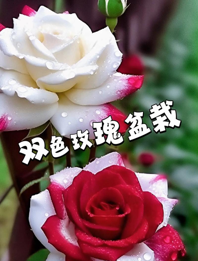 玫瑰喷色的花语有何不同？玫瑰喷色在花语中代表什么？