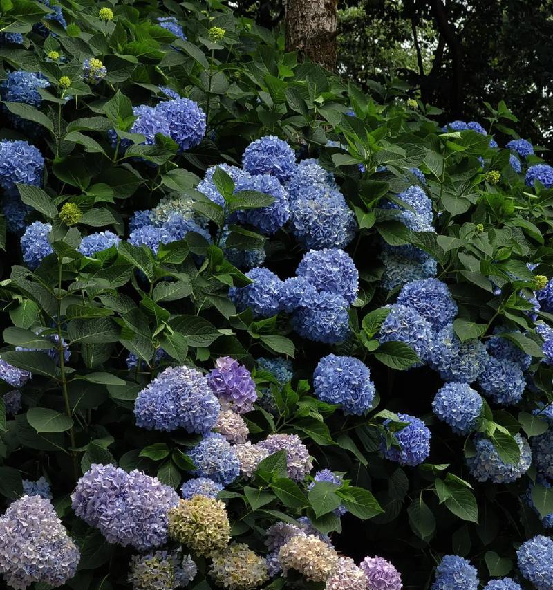 绣球花的花语有哪些？它们各自代表了什么？