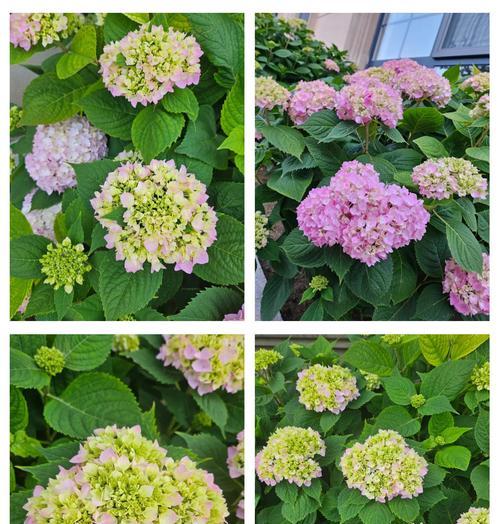 绣球花的花语有哪些？它们各自代表了什么？