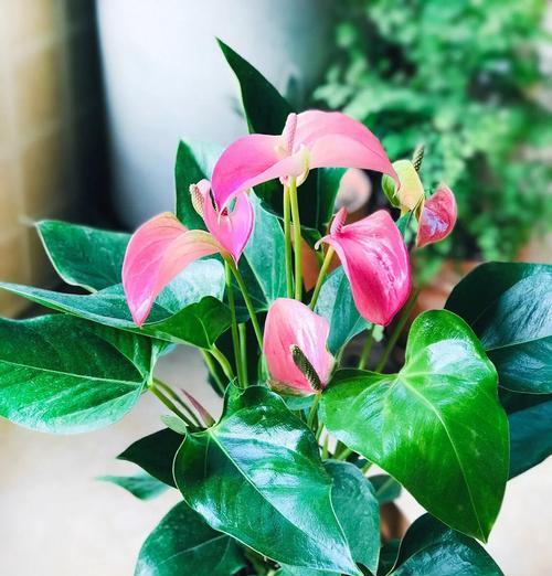 红掌花颜色不鲜艳如何处理？怎样让红掌花恢复鲜艳？