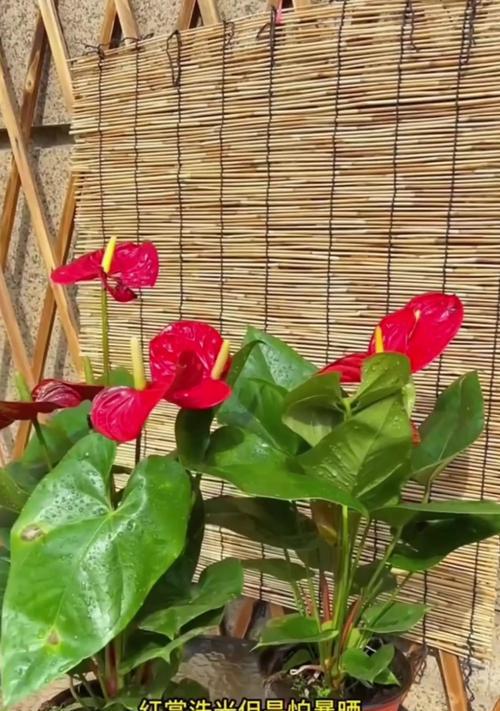 红掌花颜色不鲜艳如何处理？怎样让红掌花恢复鲜艳？